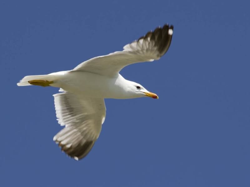 Armenian Gull (Alexander Perevozov, Armenia)