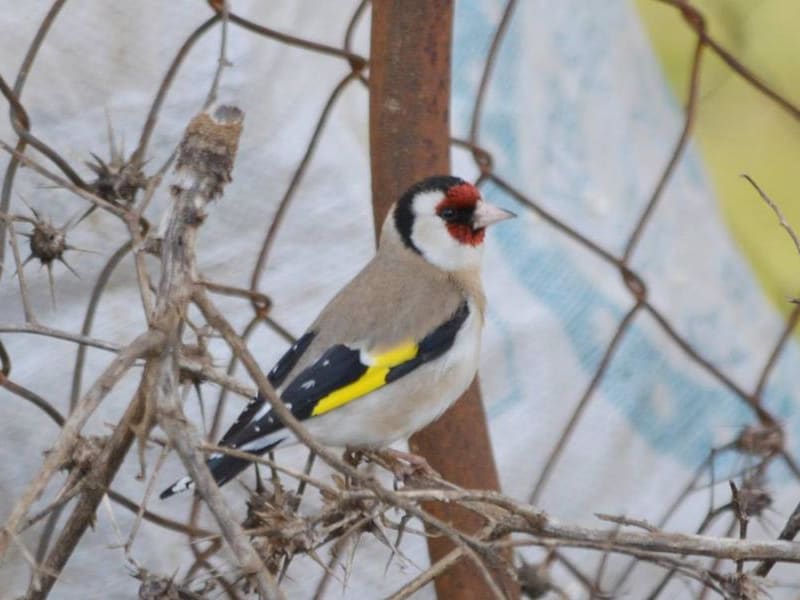 European Goldfinch (Albert Lastukhin, Azerbaijan)