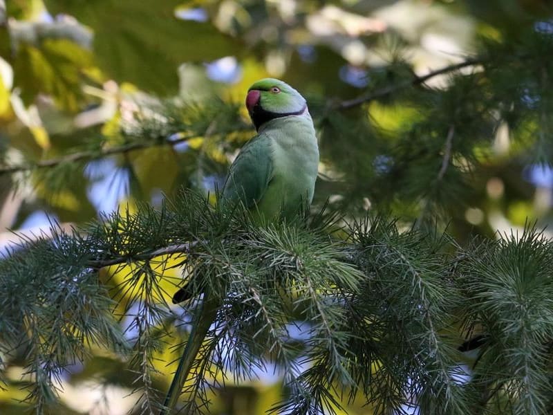 Rose-ringed Parakeet (Yevgeny Belousov, Azerbaijan)