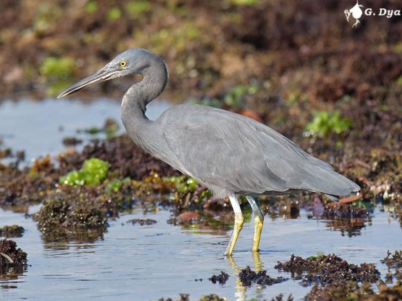 Pacific reef-heron (Gennadiy Dyakin, Bali Indonesia)