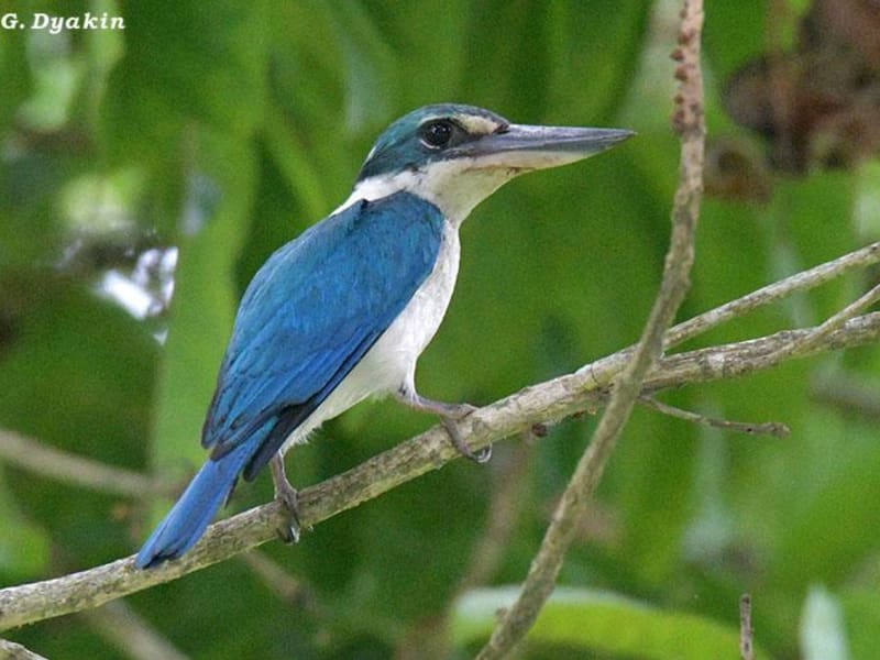Collared kingfisher (Gennadiy Dyakin, Bali Indonesia)