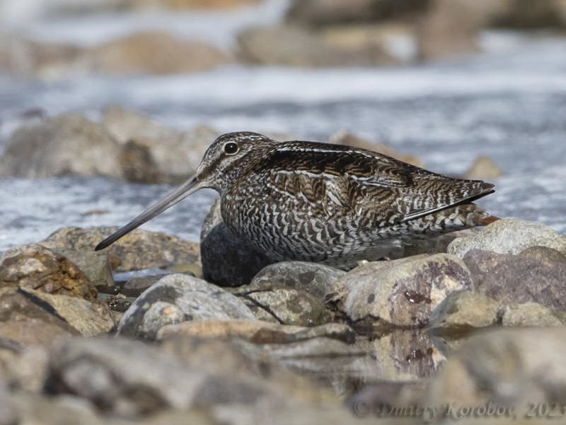 Solitary Snipe (Dmitry Korobov, Far East Russia)