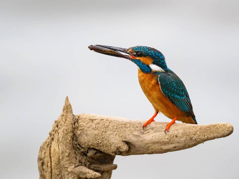 Common Kingfisher (Ivan Borovkov, Far East Russia)