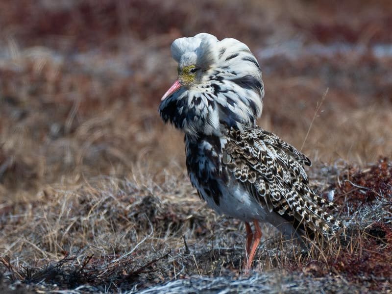 Ruff (Dmitry Nizovtsev, Far East Russia)