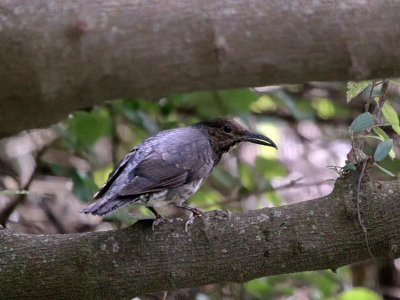 Long-billed Thrush (Askar Isabekov, India)