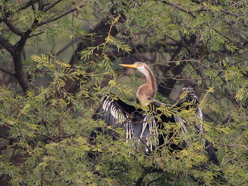 Oriental Darter (Askar Isabekov, India)