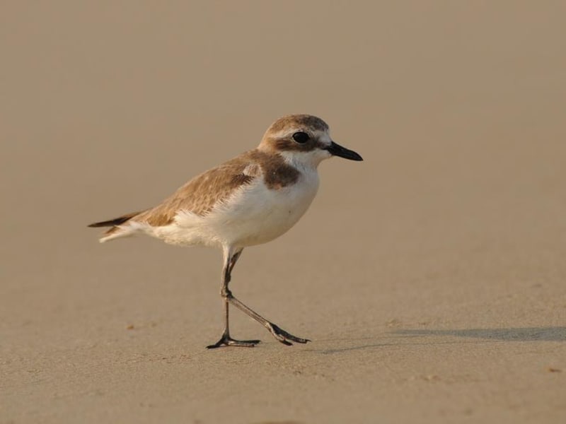 Lesser Sand-Plover (Oleg Belyalov, India)