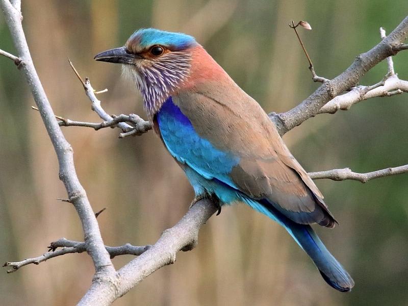 Indian Roller (Pavel Parkhaev, India)
