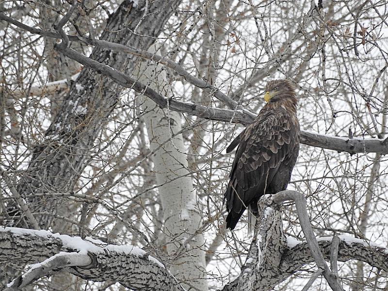 White-tailed Sea-Eagle (Natali Kim, Kazakhstan)