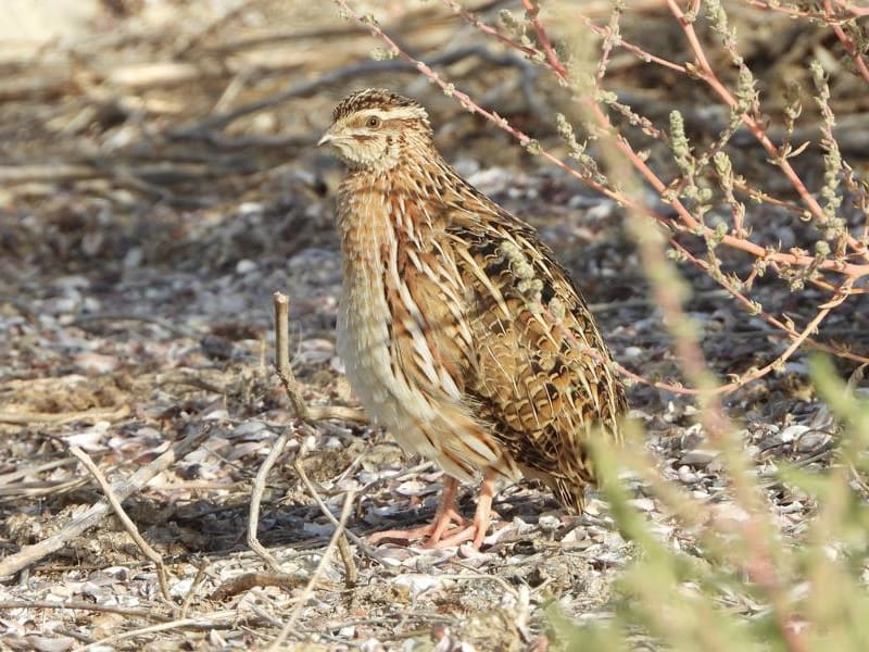 Common Quail (Qanatbek Kenzhegulov, Kazakhstan)