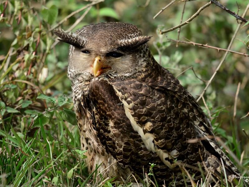 Spot-Bellied Eagle-Owl (Dr.Jayaprakash V, Kerala India)