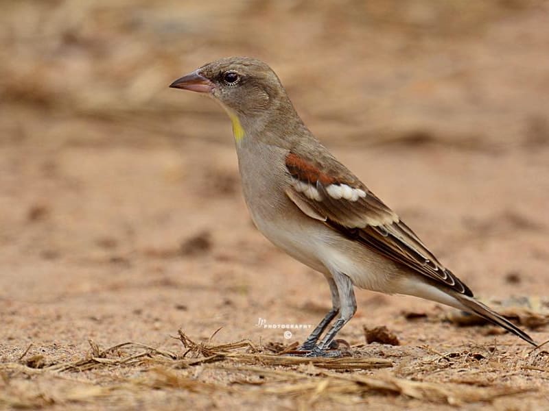 Yellow-Throated Sparrow (Dr.Jayaprakash V, Kerala India)