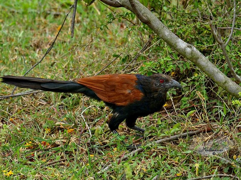Greater Coucal (Dr.Jayaprakash V, Kerala India)
