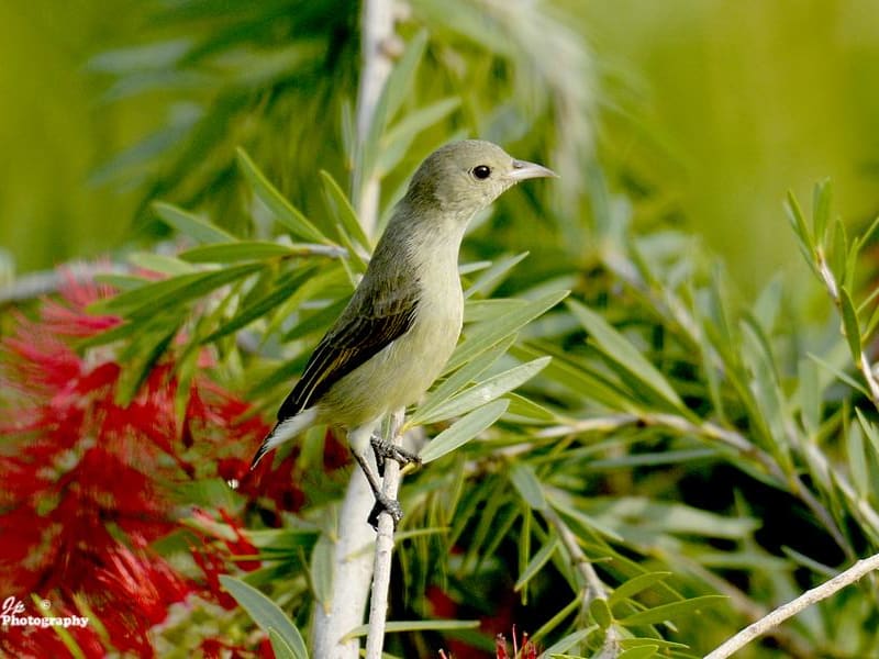 Purple-Rumped Sunbird (Dr.Jayaprakash V, Kerala India)