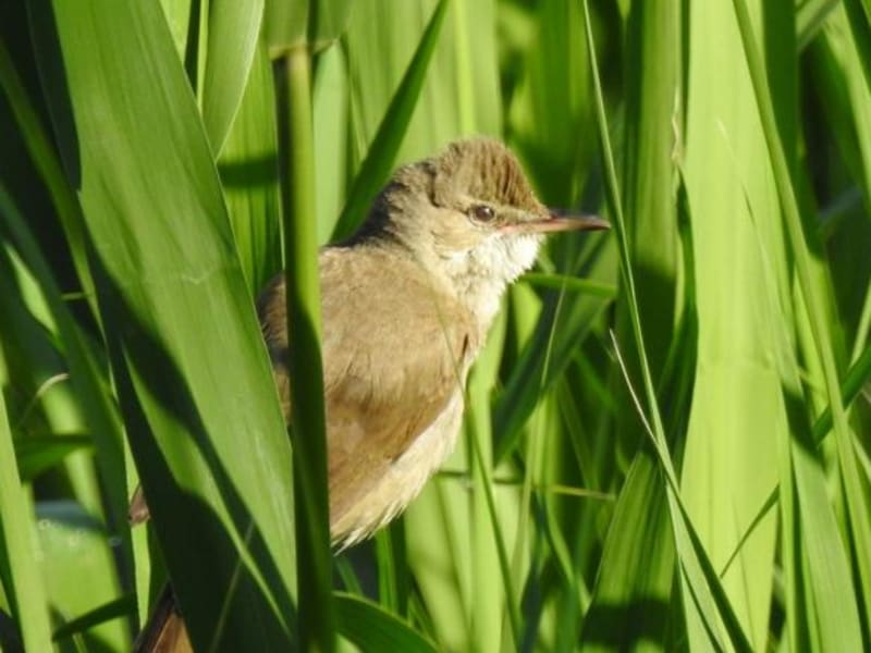 Clamorous Reed Warbler (Irina Romanovskaia, Kyrgyzstan)