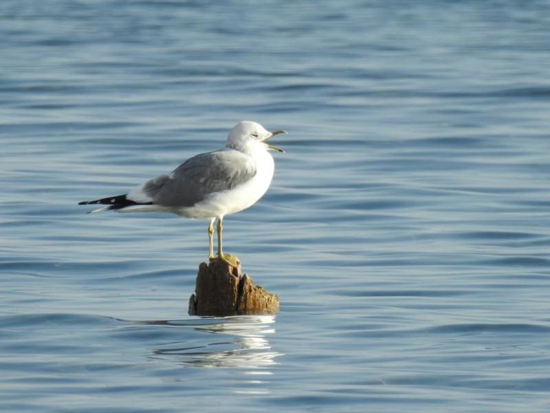 Mew Gull (Irina Romanovskaia, Kyrgyzstan)