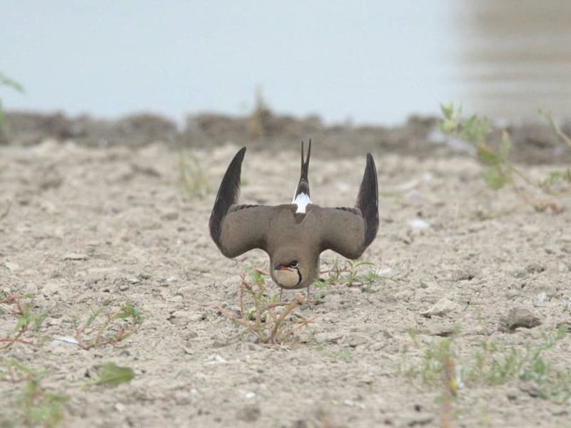 Collared Pratincole (Philippe Campeau, Kyrgyzstan)