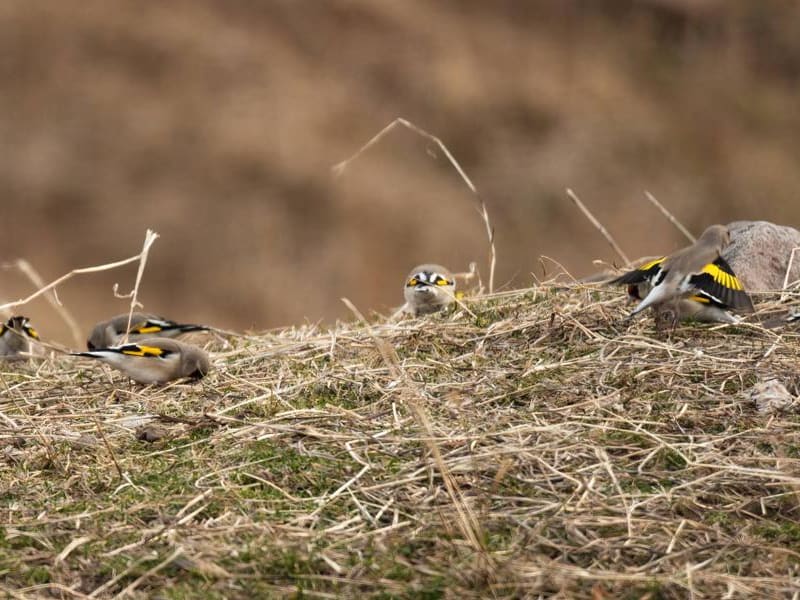 Grey-headed Goldfinch (Jérémie Berlioux, Kyrgyzstan)