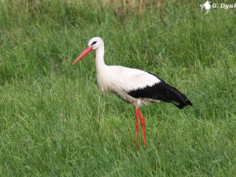 White Stork (Gennadiy Dyakin, Lithuania)
