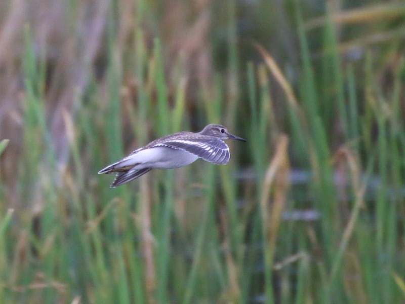 Common Sandpiper (Sergey Simonov, Lithuania)