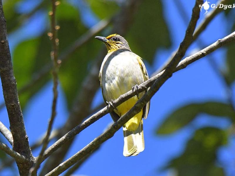 Stripe-throated bulbul (Gennadiy Dyakin, Malaysia)