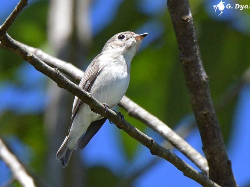 Asian brown flycatcher (Gennadiy Dyakin, Malaysia)