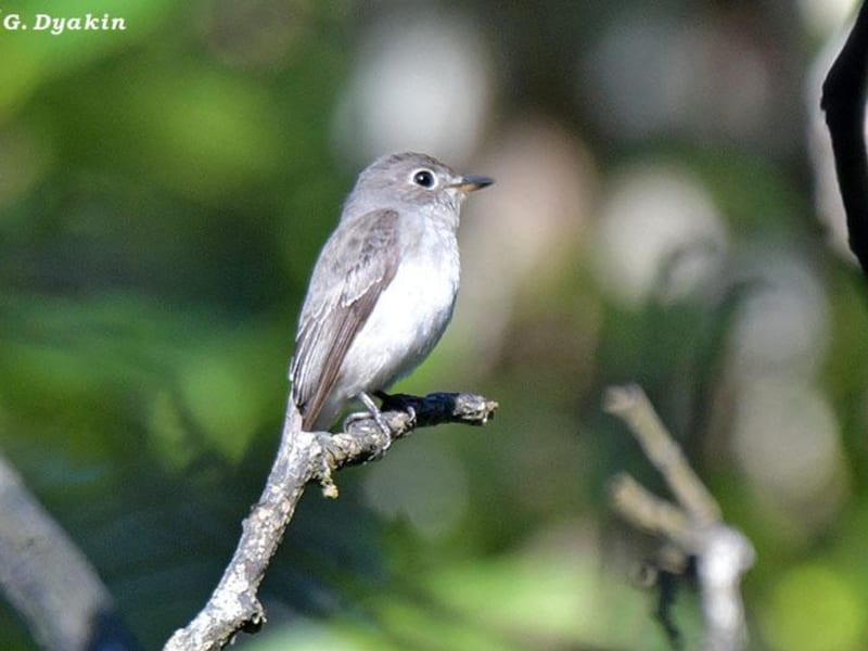Asian brown flycatcher (Gennadiy Dyakin, Malaysia)