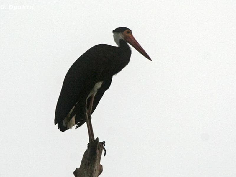 Storm's stork (Gennadiy Dyakin, Malaysia)