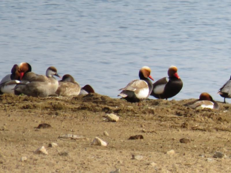 Red-crested Pochard (Tatyana Archimaeva, Mongolia)