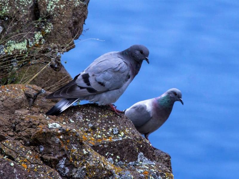 Hill Pigeon (Vera Krasilnikova, Mongolia)