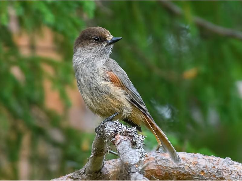 Siberian Jay (Anna Golubeva, Europaean part of Russia)