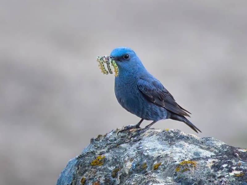 Blue Rock Thrush (Egor Vlasov, Europaean part of Russia)