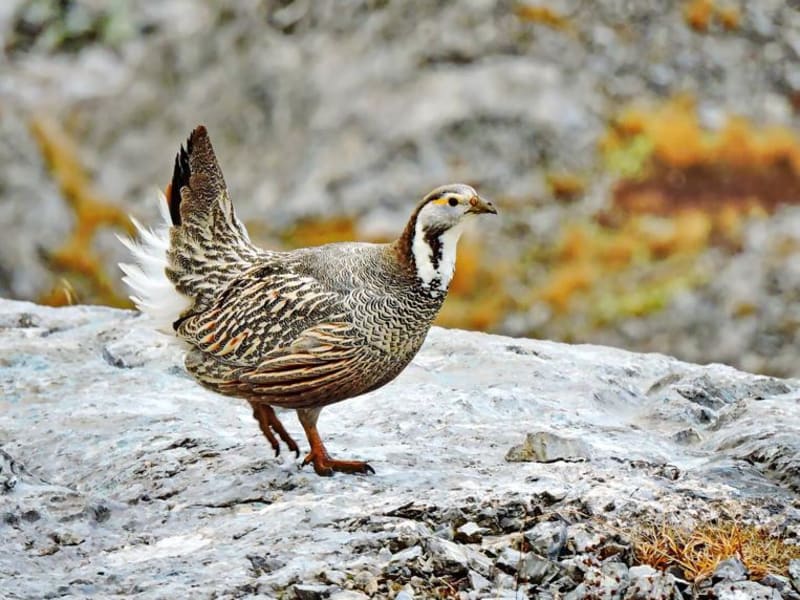 Caucasian Snowcock (Aleksandr Raklo, Europaean part of Russia)