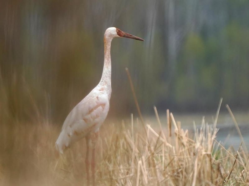 Siberian Crane (Maxim Afanasiev, Siberia)