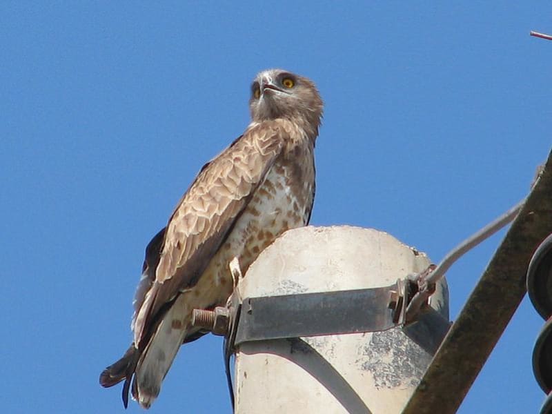 Short-toed Snake-eagle (Askar Isabekov, Tajikistan)