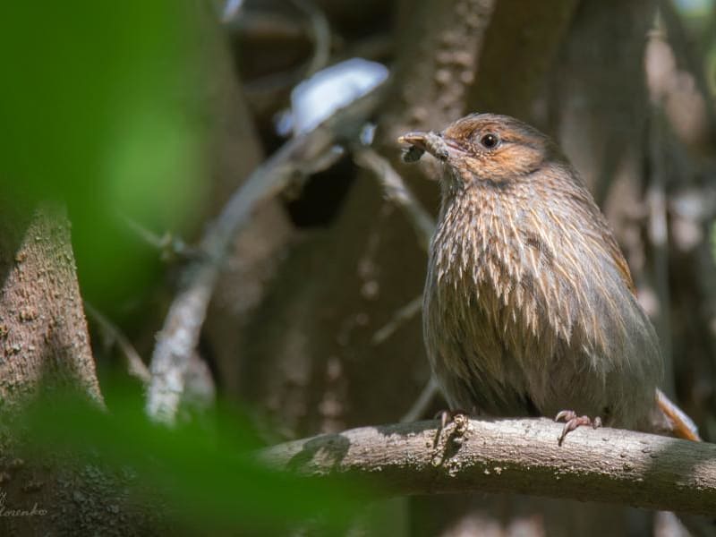 Streaked Laughingthrush (Vassiliy Fedorenko, Tajikistan)
