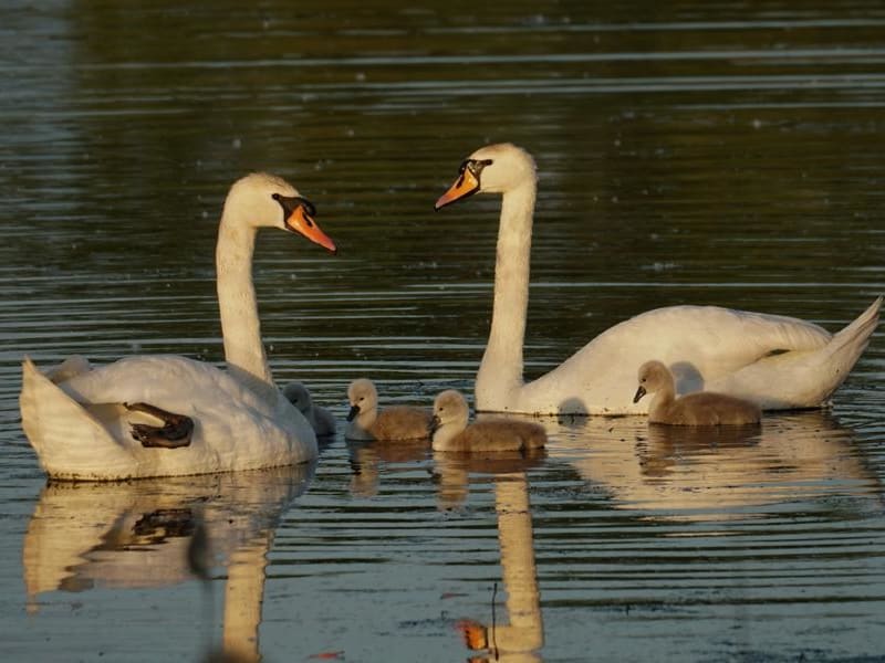 Mute Swan (Katya Tsekhmister, West Siberia)