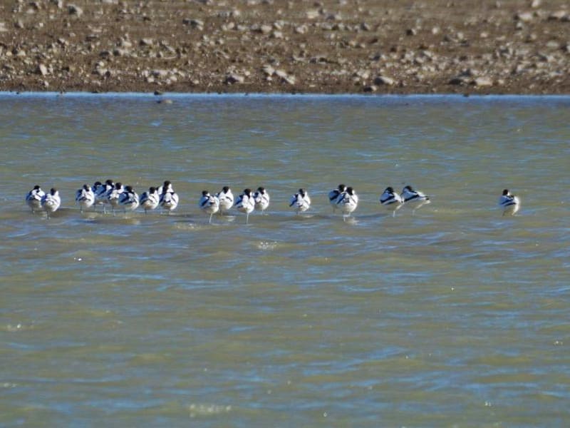 Pied Avocet (Maksim Mitropolskiy, Uzbekistan)