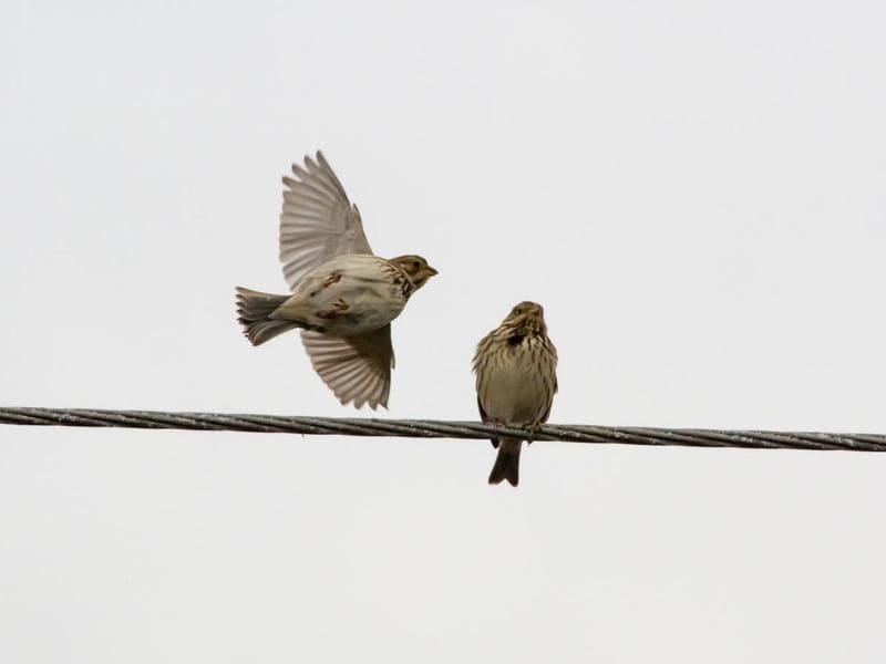 Corn Bunting (Bakhtiyor Mardonov, Uzbekistan)