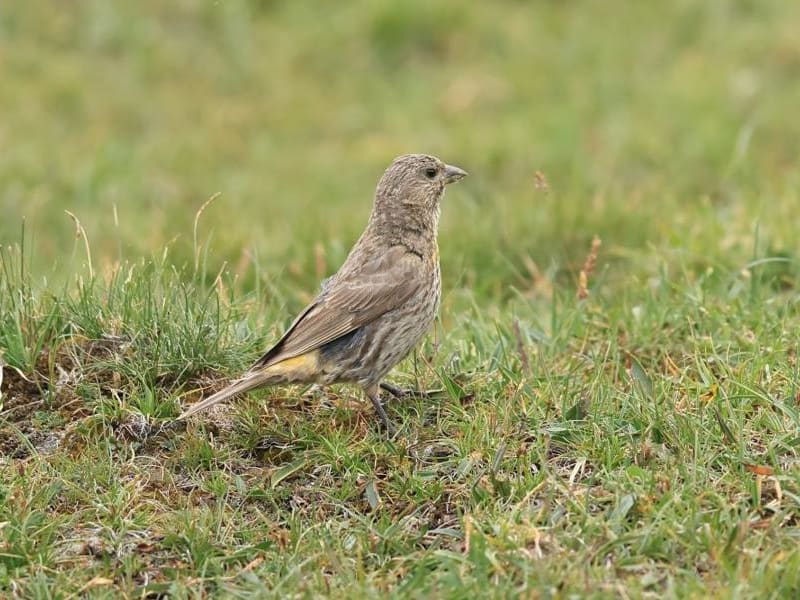 Red-fronted Rosefinch (lixiangren, Xinjiang China)