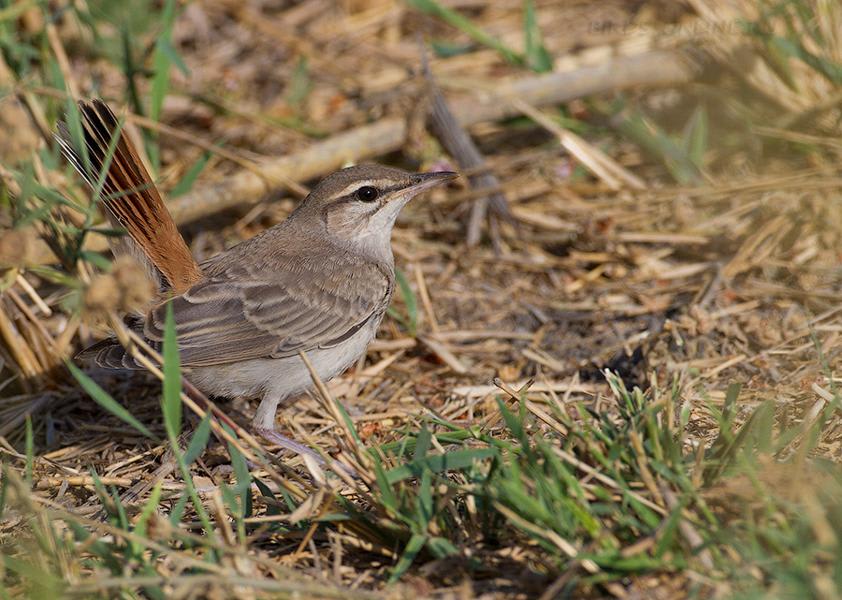 Rufous-tailed Scrub-robin by Ilya Ukolov, Armenia - Birds of Eurasia