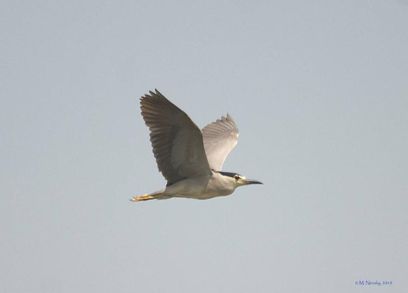 Black-сrowned Night Heron by Michael Nevski, Armenia - Birds of Eurasia