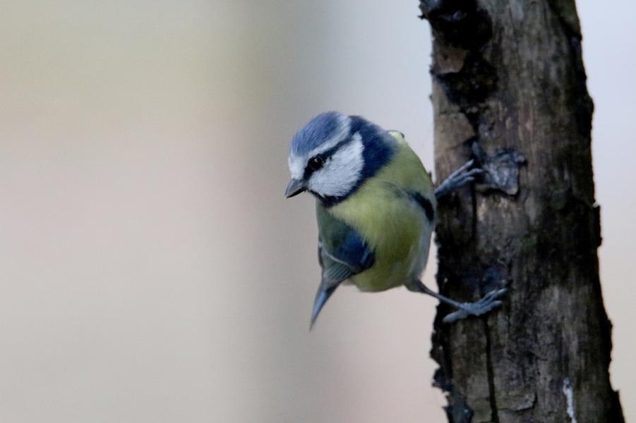 Blue Tit by Yevgeny Belousov, Azerbaijan - Birds of Eurasia