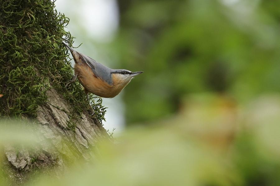 Eurasian Nuthatch by Yevgeny Belousov, Azerbaijan - Birds of Eurasia
