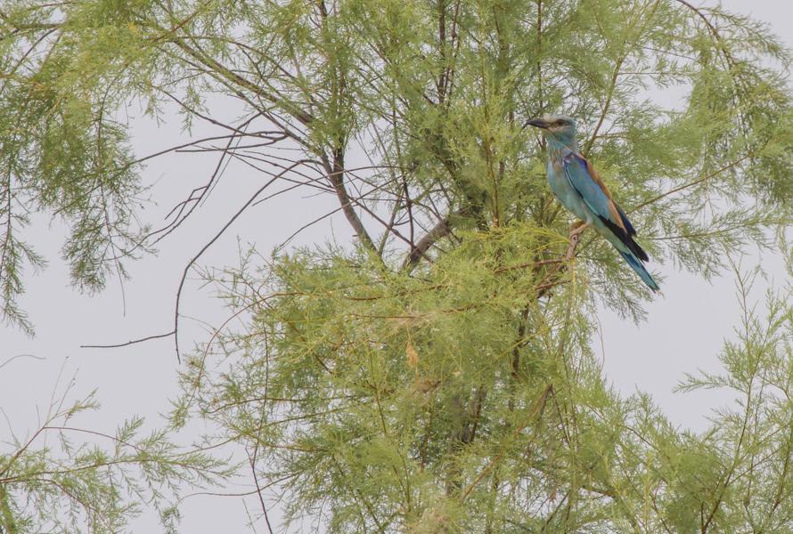 European Roller by Alexander Perevozov, Azerbaijan - Birds of Eurasia