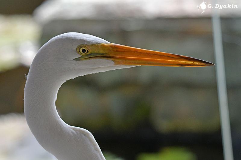 Great White Egret by Gennadiy Dyakin, Bali Indonesia - Birds of Eurasia