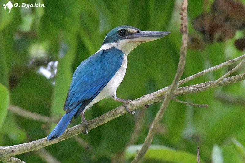 Collared kingfisher by Gennadiy Dyakin, Bali Indonesia - Birds of Eurasia