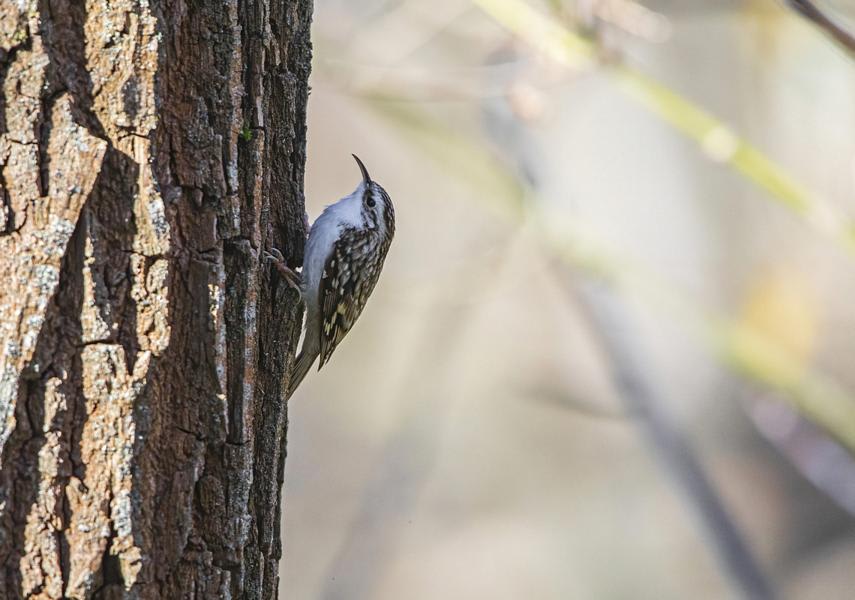 Eurasian Treecreeper by Aleksandr Golyantov, Belarus - Birds of Eurasia