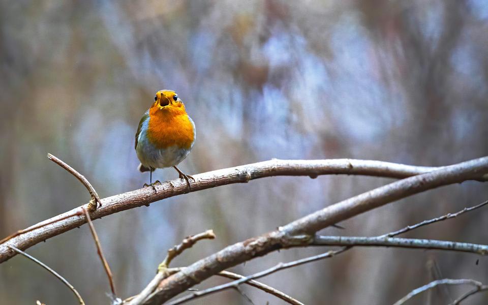 European Robin by Aleksandr Golyantov, Belarus - Birds of Eurasia