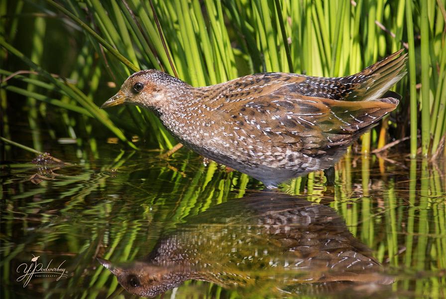 Spotted Crake by Yury Podverbny, Belarus - Birds of Eurasia